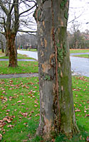 As temperatures warm in the spring, the frost crack in the photograph at the top of this page closes.