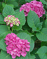 The flowers of bigleaf hydrangea are pink when plants are grown in alkaline soils.