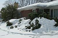 If damage from heavy snow happens every year, it may be best to consider alternative landscape options.