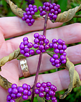 Not at all common in Central New York landscapes, the numerous clusters of shiny, bright purple fruit of beautyberry are a real eyecatcher in the winter landscape!.