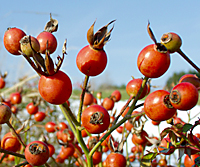 The clusters of orange-red fruit, or hips, of `Bonica' shrub rose are very effective through early winter.