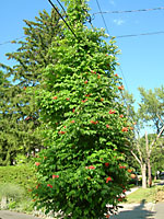 Trumpetcreeper can easily engulf utility poles if given the opportunity!