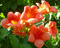 Spectacular when in bloom, some trumpetcreeper vines can take a decade or more to bloom for the first time!