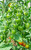 Cherry tomatos are a great choice for growing in containers on a deck or patio.