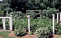 You don't need to spend a fortune on a fancy fenced-in enclosure for your garden to enjoy fresh tomatos from a plant or two in containers on your patio!