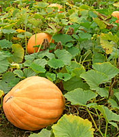 This is likely a variety of Cucurbita maxima not Curcurbita pepo!