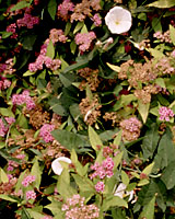 Field bindweed is gradually overwhelming the spirea pictured here.