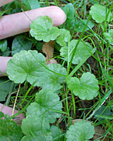 Groundivy has distinctive, clam shell-shaped leaves that are about the size of a quarter to a half-dollar.