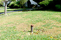 The first hard frosts of autumn kill crabgrass plants, leaving large dead patches in heavily infested lawns like this one.