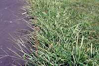 Crabgrass thrives where soils are hot and dry, like along the edge of this driveway.