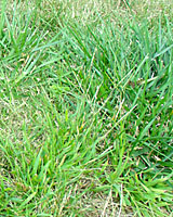 Clumps of spiky tall fescue in the upper right corner of this picture is often confused with clumps of lighter green crabgrass in the lwer left corner of the picture.