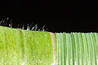 The top surface of tall fescue leaf blades have distinct ridges while the leaf surface of crabgrass is often covered with tiny hairs.