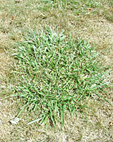 Clumps of tall fescue remain green long after surrounding Kentucky bluegrass, perennial ryegrass and fine fescue have gone dormant during summer drought.