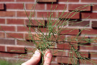 Horsetail is essentially impossible to get rid of once its established in perennial gardens.