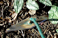 Sharp on all four edges, a six inch wide diamond hoe can slice through the stems of weeds that are growing right next to desirable plants.