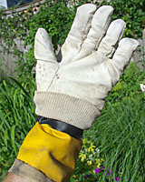 A cotton glove saturated with a herbicide can we used to control weeds growing next to desirable plants.