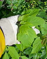 Wiping a herbicide-saturated cotton glove over the leaves of weeds can be an effective way to control invasive weeds.