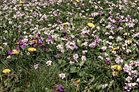 The combination of wild violets, creeping veronica and dandelions is quite pretty. Too bad they're in the middle of a lawn!