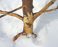 Rabbits can hop across crusted snow to feed on the bark of trees several feet off the ground.