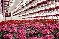 Geraniums are one of the most popular of all annual flowers and are grown by almost every greenhouse in Central New York.