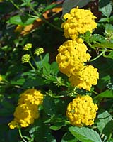 Lantana is widely grown in the south but rarely found in Central New York landscapes and gardens. It thrives in the heat and drought of mid-summer with little or no additional water!