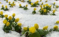 Winter aconites are thrilling a thrilling sight when they first emerge in mid- to late February!