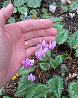 This is what hardy cyclamen looks like in our Syracuse garden in early October.