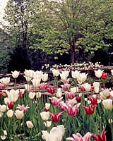 Unfortunately, tulips may not be long-lasting in many Central New York landscapes and gardens.