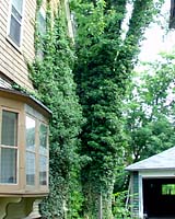 In this picture English ivy can be seen growing thirty to forty feet off the ground as it covers a maple tree in our backyard and one corner of our neighbor's home!