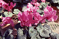 Florist cyclamen are killed by temperatures just slightly below freezing.