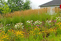 Feather reed grass is effective as a backdrop for summer-flowering perennials such as blackeye Susan and purple coneflower. 