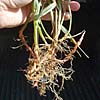 Ribbongrass spreads rapidly via modified underground stems called rhizomes.