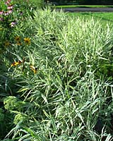 Here ribbongrass can be seen invading plantings of purple coneflower, blackeye Susan and other summer-flowering perennials.