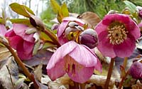 As the blooms of our Christmas roses fade, the rose-colored blooms of our Lenten roses take over in early to mid-March.