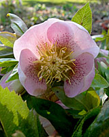 Some Lenten roses have soft pink flowers.