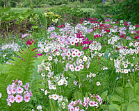 Japanese primroses thrive along the shady edges of streams and ponds. 