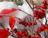 Lke winterberry, below, the brilliant red clusters of small fruit of Aronia are an outstanding addition to the winter landscape.
