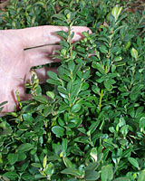 In neighborhoods with a lot of deer, boxwood can be heavily browsed.