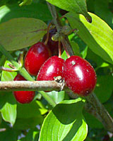 It's too bad the bright red, olive-sized fruit of corneliancherry are hidden by leaves, otherwise, there's no doubt this plant would much more common in landscape settings.