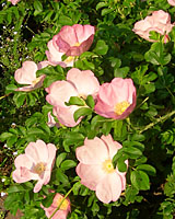 The light pink, single-petaled flowers of Frau Dagmar Hastrup are lightly fragrant.