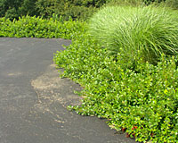 The bright green foliage of Gro-low sumac is not affected by the heat reflected off this tarvia driveway.