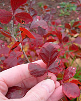 The fall foliage of Gro-low sumac ranges from reddish-orange to scarlet.