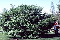 The `compact' in `compact' burning bush has nothing to do with its mature size of fifteen to twenty feet in height and spread!