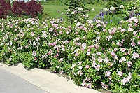 Rugosa roses are a great choice along street edges where road salt and snowplow damage is likely.