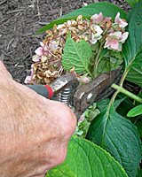 Remove spent flowers of Endless Summer immediately above the last set of leaves just beneath the flower.