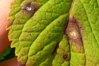 Cercospora leaf spot is relatively common on the leaves of Endless Summer hydrangea in late summer.