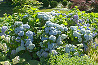Bigleaf hydrangeas bloom this well in Central New York gardens only after very mild winters.