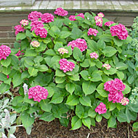 Bigleaf hydrangeas generally bloom only sporadically in many Central New York gardens because their flower buds are killed when temperatures drop to near zero.