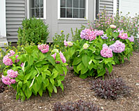 Endless Summer hydrangea will grow three to four feet tall and wide in Central New York gardens.