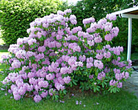 I'll bet you'd love to have a rhododendron like this one in your backyard! However, it only blooms for a week and has nothing else to offer the other fifty one weeks of the year!